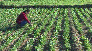 ˎăr